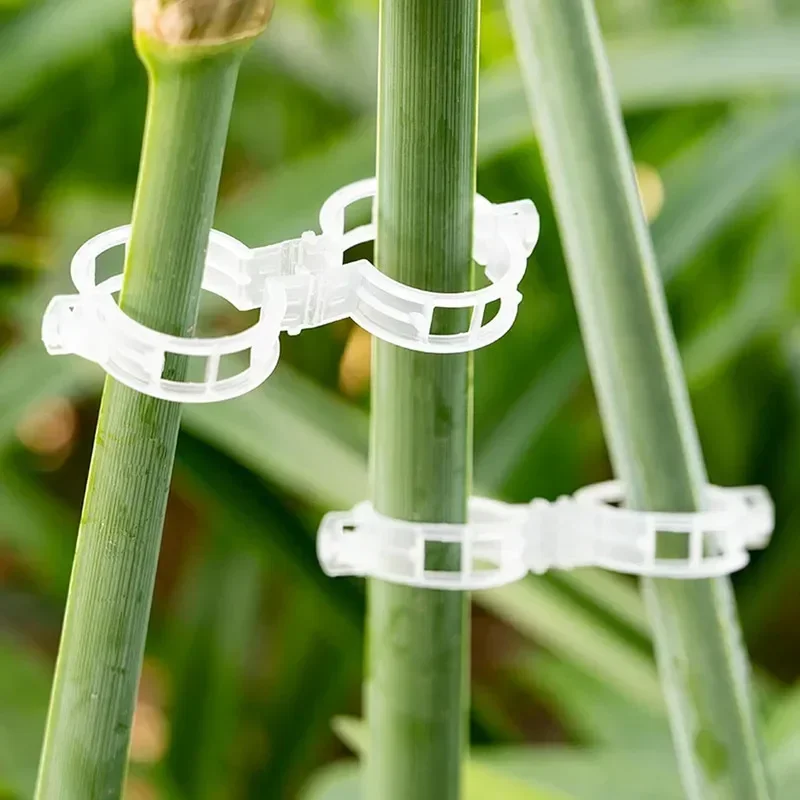 قابلة لإعادة الاستخدام الكرمة  - مراجعة Vine Climbing Plastic وسعره