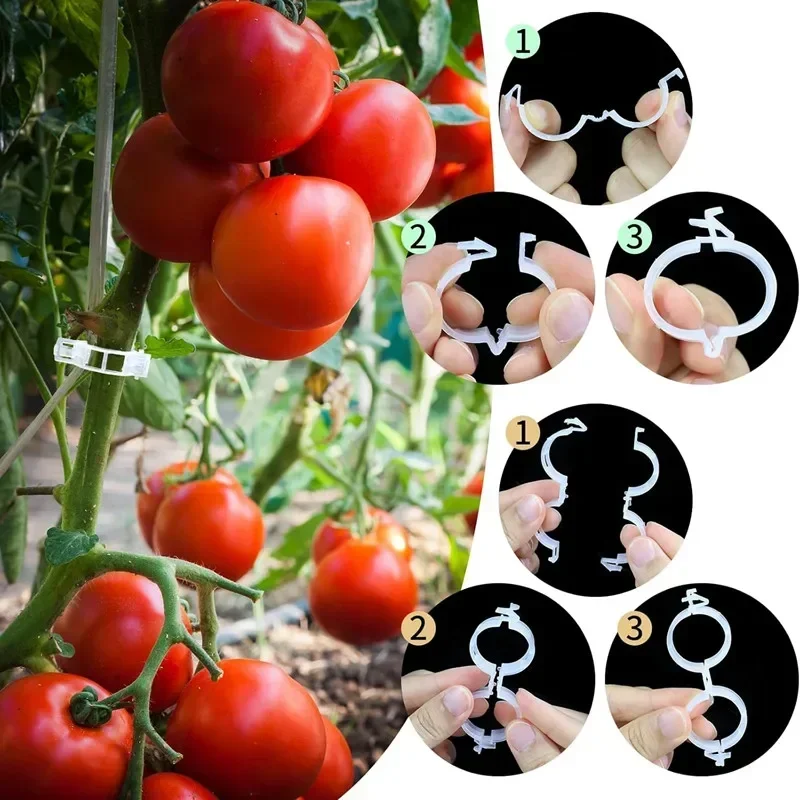 قابلة لإعادة الاستخدام الكرمة  - مراجعة Vine Climbing Plastic وسعره