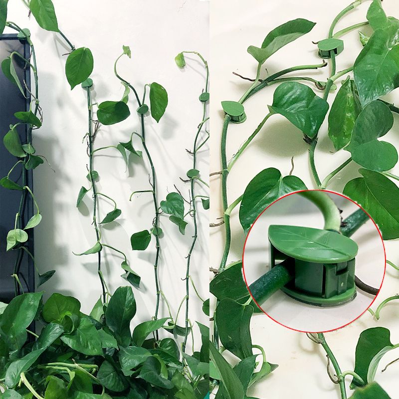 10/30/50 قطعة من مشابك تثبيت ا - مراجعة Vine Climbing Plastic وسعره